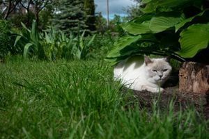 give pets shade when hot