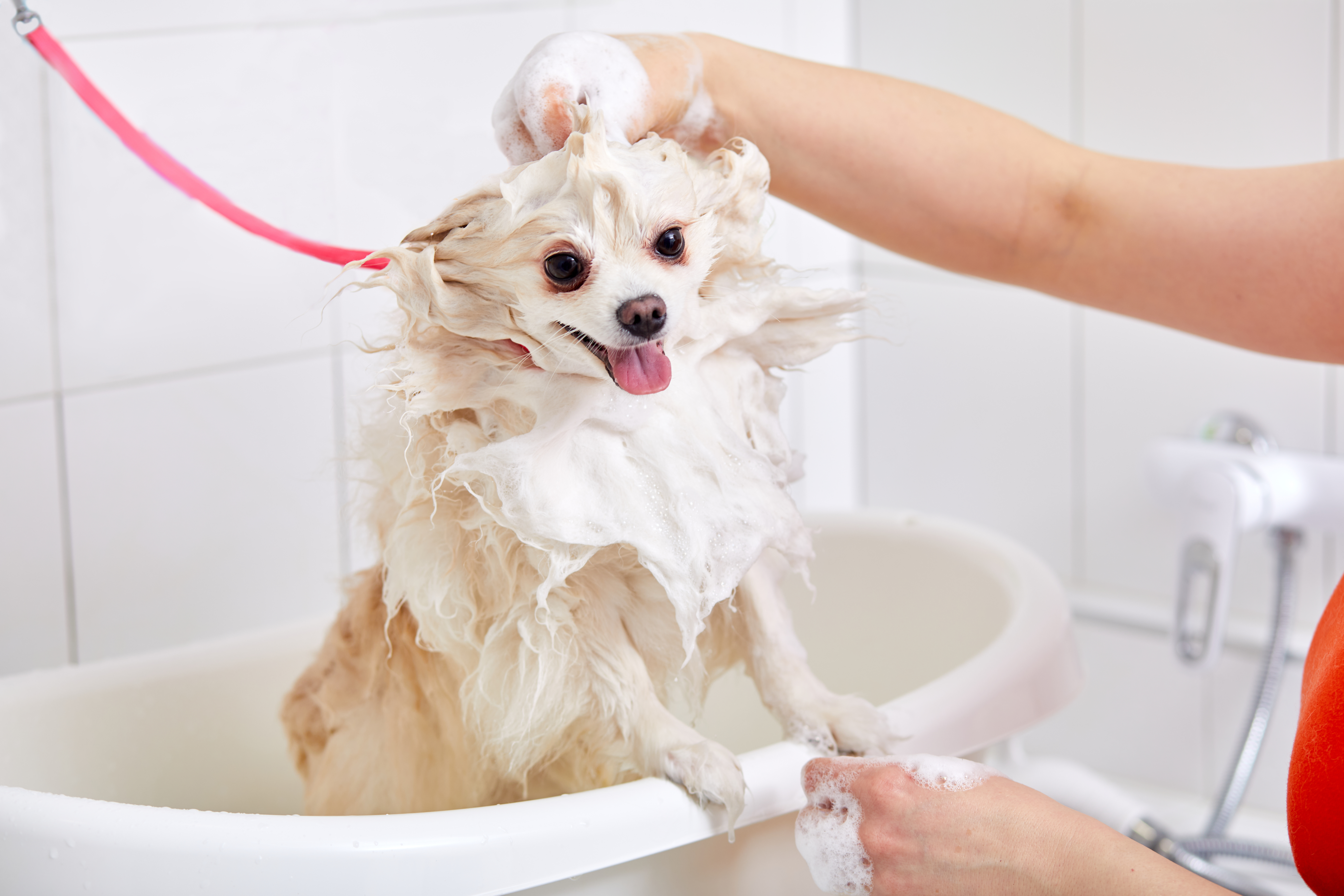 Puppy itching hot sale after bath