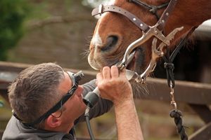 horse dental visit