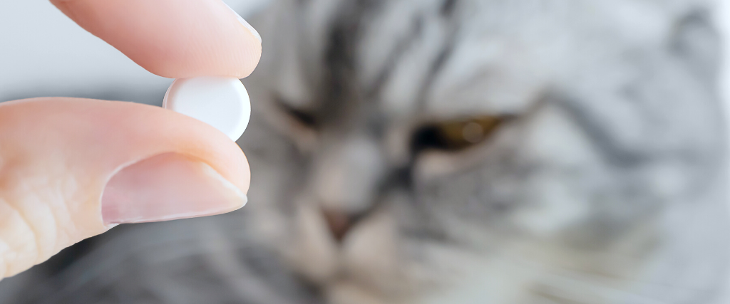 White round tablet in hand. In the background is a gray Scottish Fold cat