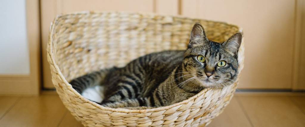 Cat laying in basket bed