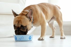 keeping dogs hydrated helps with shedding