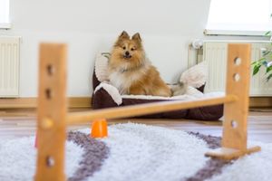 indoor pet agility course