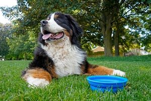 keep pets hydrated when it's hot