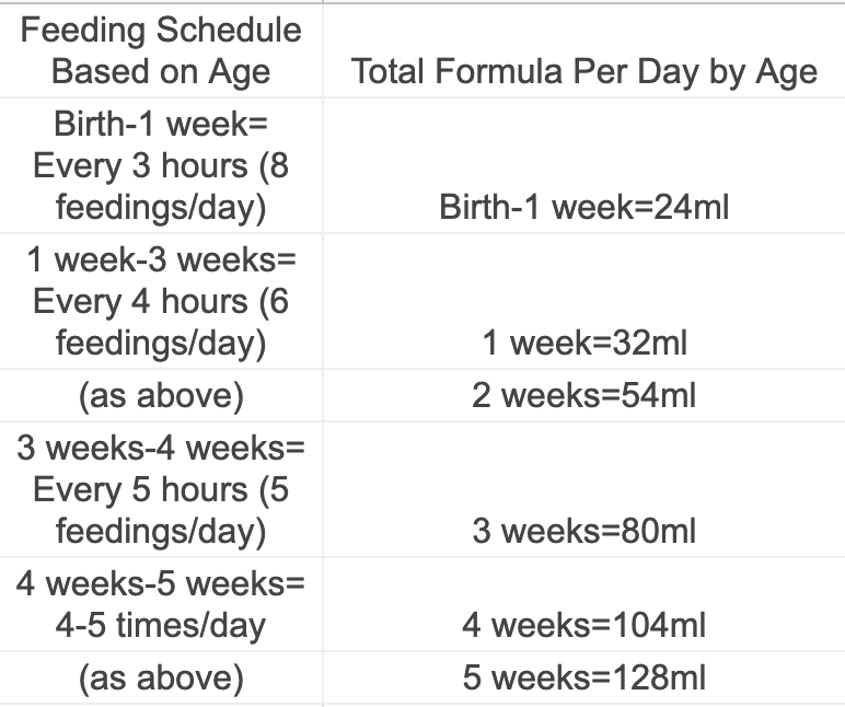 kitten feeding guide