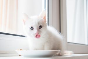 kitten nutrition