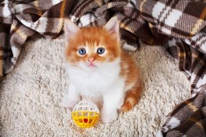 kitten toys