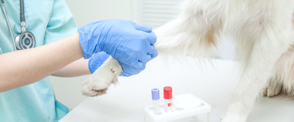 Close up veterinarian takes blood from a dog's paw with a syringe for analysis