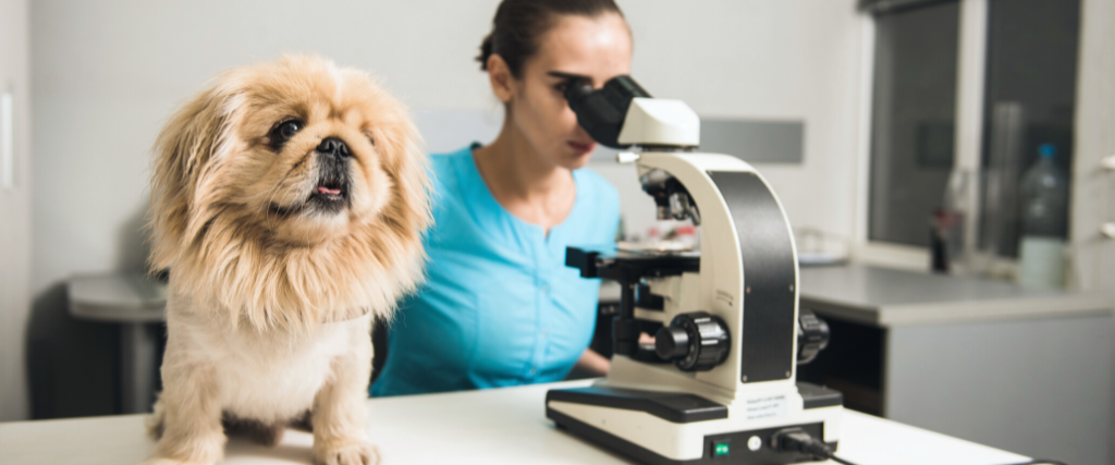 Female vet with dog and microscope