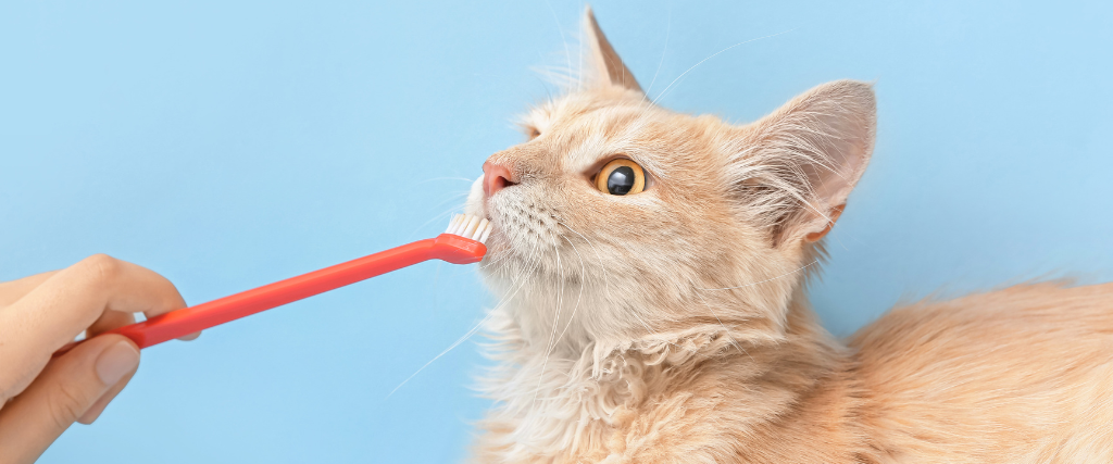Owner brushing cat's teeth