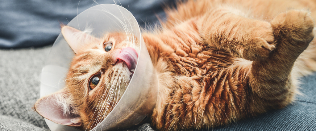 Image of orange cat with veterinary cone on its head, after surgery.