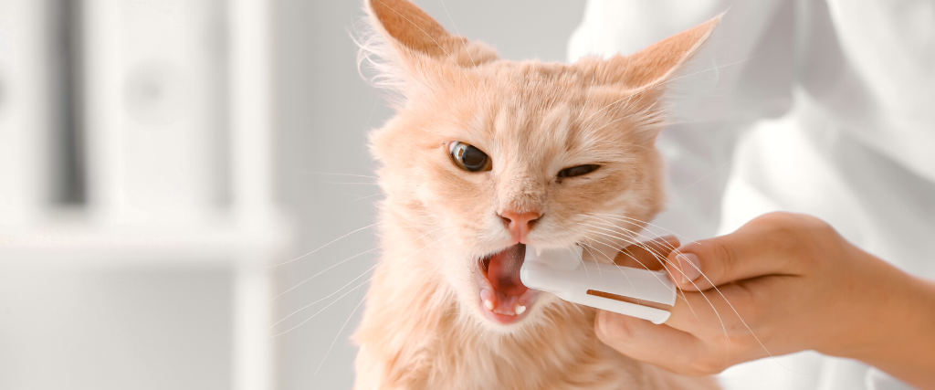 Veterinarian Brushing Cat's Teeth in Clinic