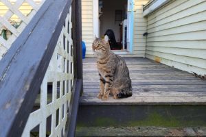 help outdoor cat find new home
