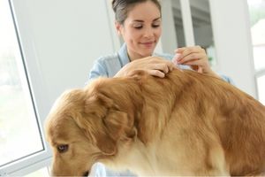 flea and tick prevention for pets