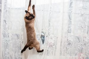 keep cats off curtains