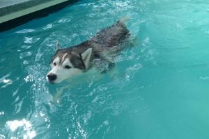 prevent dry drowning in dogs