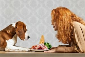 proteins that are healthy for pets