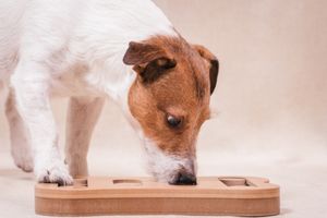 puzzle feeders and dogs