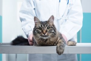 routine wellness care for cats