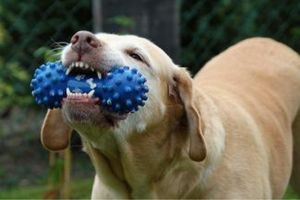 safe chew toys for dogs