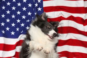 keep dogs from getting scared on fourth of july