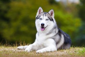 Siberian Husky breed can be challenging for new pet owners