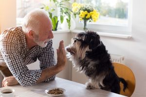 teaching dogs tricks