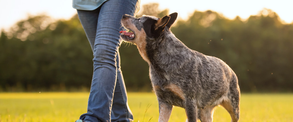 Australian cattle dog blue heeler outside with person