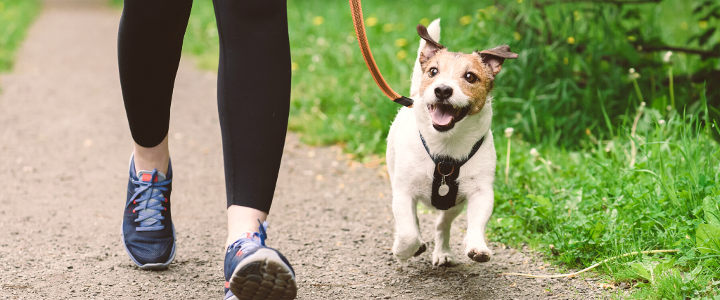 Woman running with dog to workout during morning walk