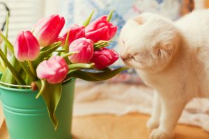 dangers of toxic plants for cats and dogs