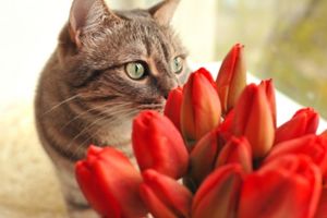 flowers that are toxic to pets