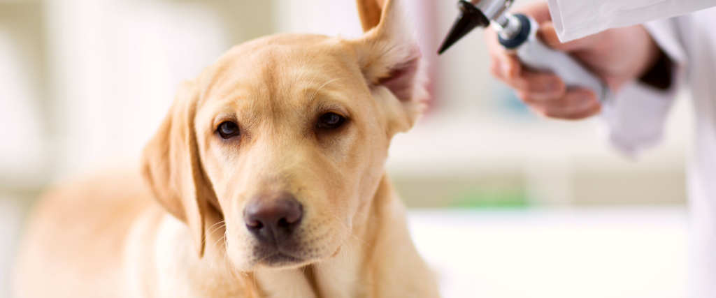 Ear checkup of dog