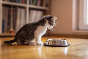 weaning kittens