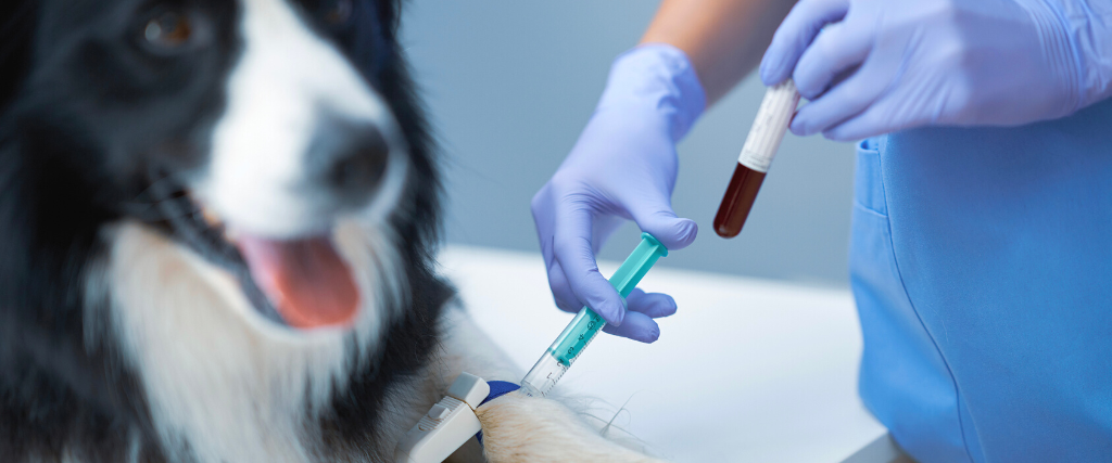 Female vet taking blood sample and examining a dog in clinic