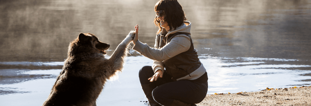 Owner giving dog high five for new year
