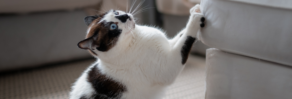 Black and white cat scratching couch.