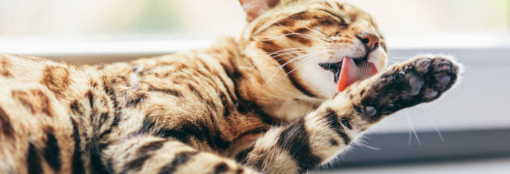 Tabby cat grooming itself