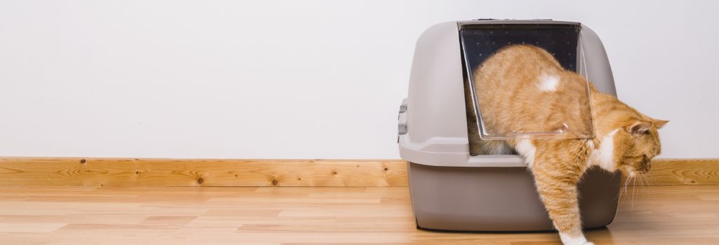 Orange cat getting out of litter box.