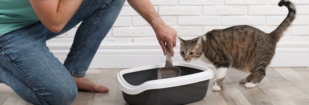 Owner scooping litter box and cat smelling it.