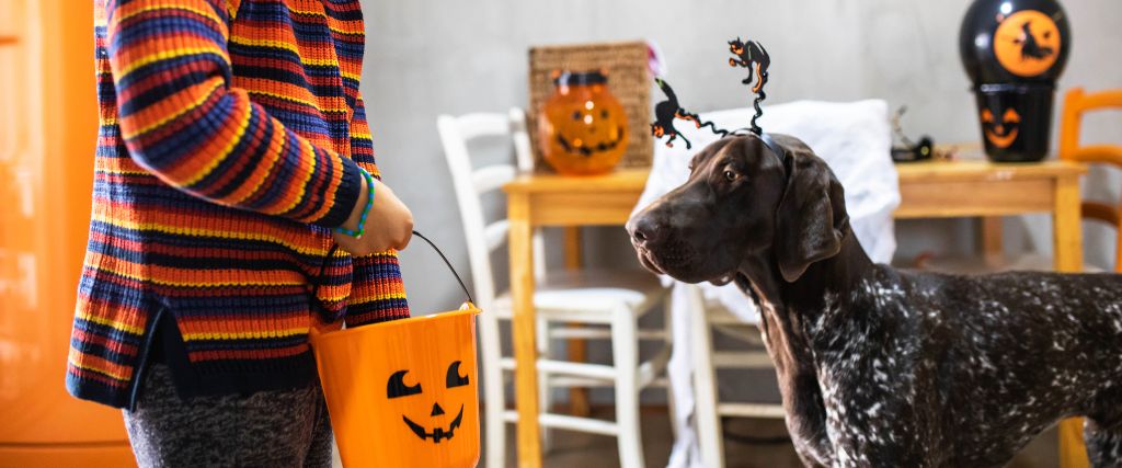 Pointer dog in costume for Halloween.