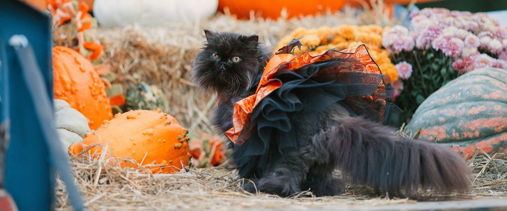 Black cat in Halloween costume.