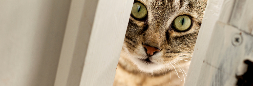 5 common cat struggles and how to handle them.