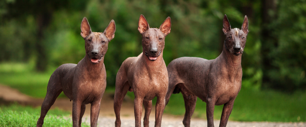 Horizontal portrait of three dogs of Xoloitzcuintli breed, mexican hairless dogs of black color of standart size, standing outdoors on ground with green grass and trees on background on summer day