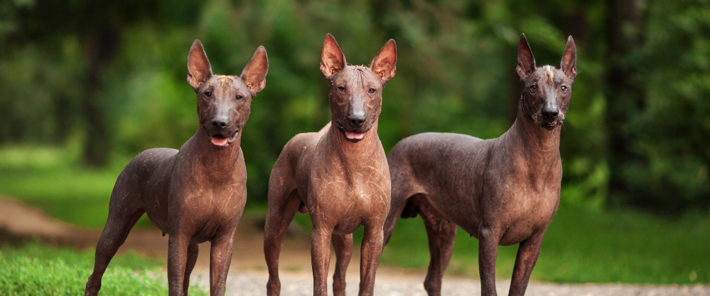 5 Fascinating Dog Breeds From Mexico
