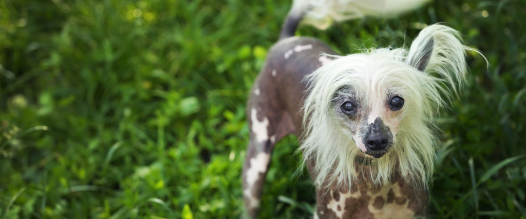 Chinese crested dog on green grass