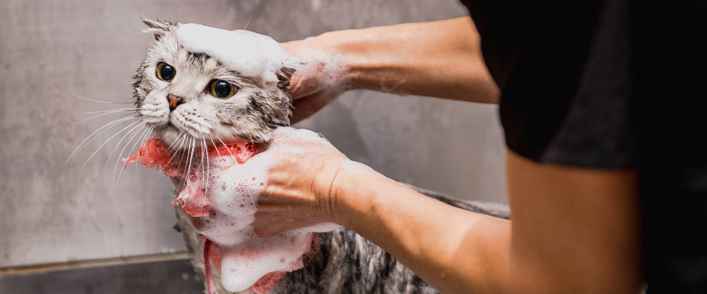 Professional cat grooming