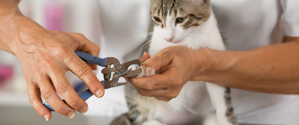 Cat in a veterinary clinic hairdresser cutting nails