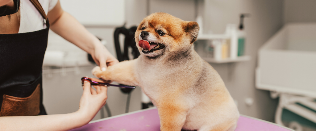 Professional groomer cutting Pomeranian dog's fur with scissors at grooming salon.