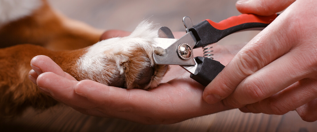 Trimming claws. Manicure and pedicure grooming, dog Jack Russell Terrier