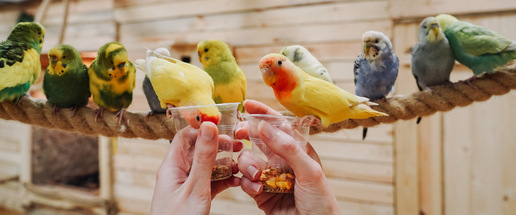 Lovebird parrots are sitting on cups of food and eating, one of them is looking at the camera.